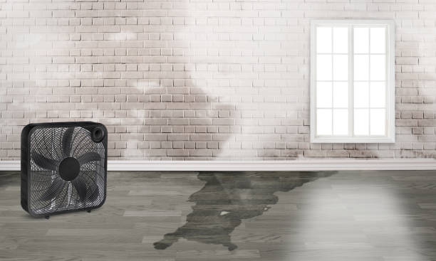 Best Flood damage cleanup  in Brewster, OH